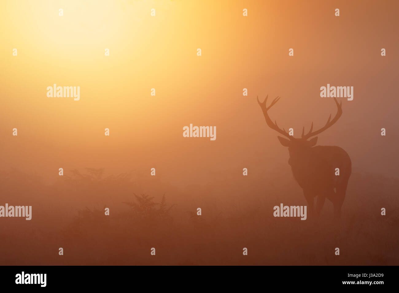 Red Deer rut (Cervus elaphus) stag roaming on a golden misty foggy morning mist or fog Stock Photo