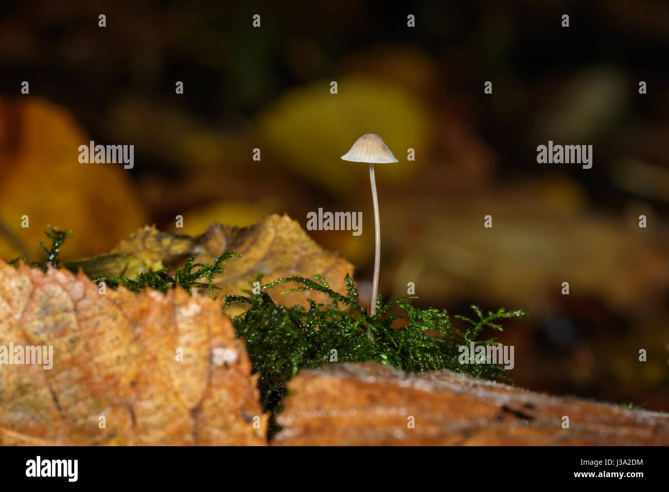 Single small fungus fungi or mushroom with moss on autumn woodland leaf litter Stock Photo