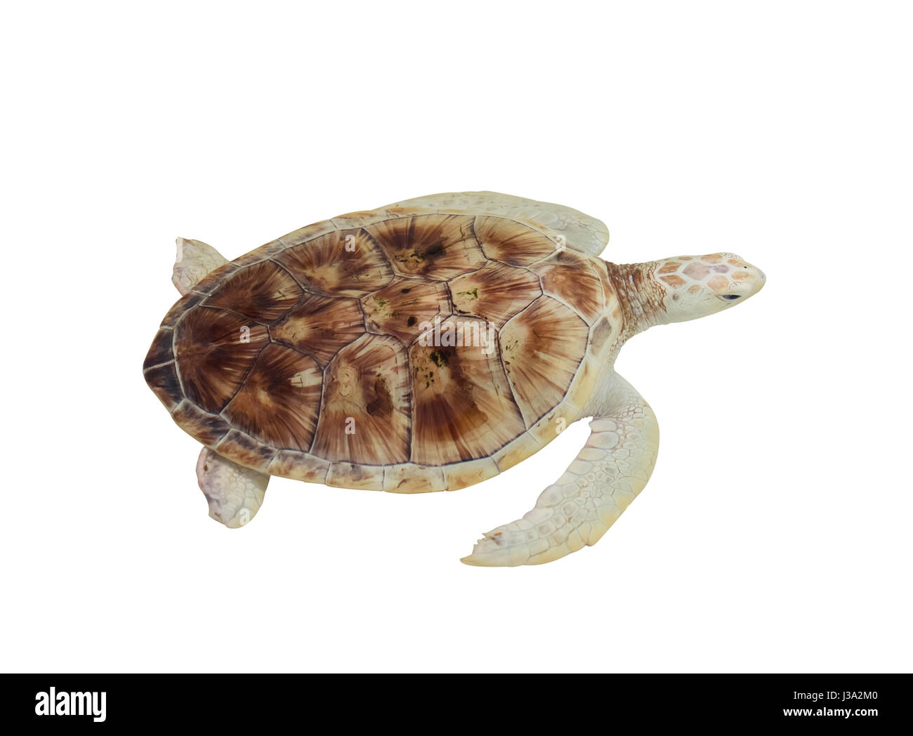 Sea Turtle isolated on white background Stock Photo