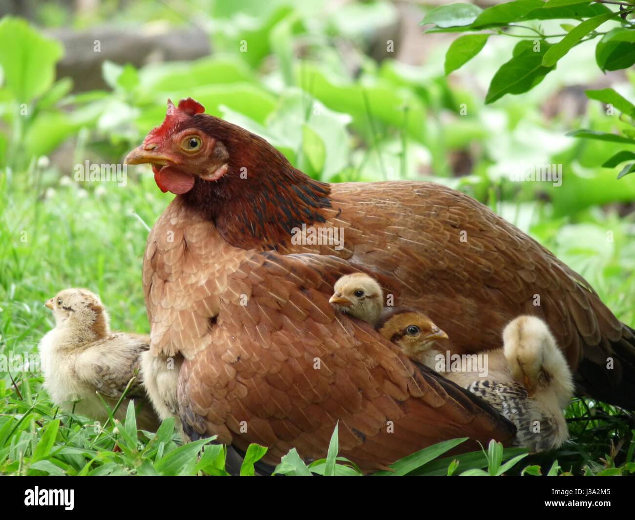 Close up of mother hen with three cute small chicks under her wing and one beside her surrounded by greenery Stock Photo