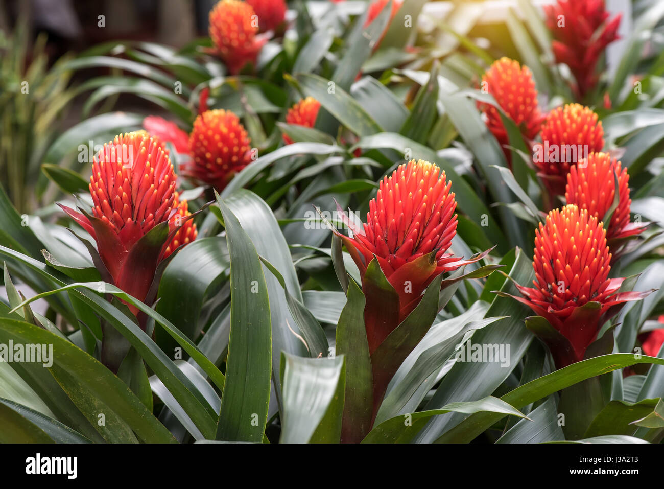red color of Guzmania flower in garden Stock Photo