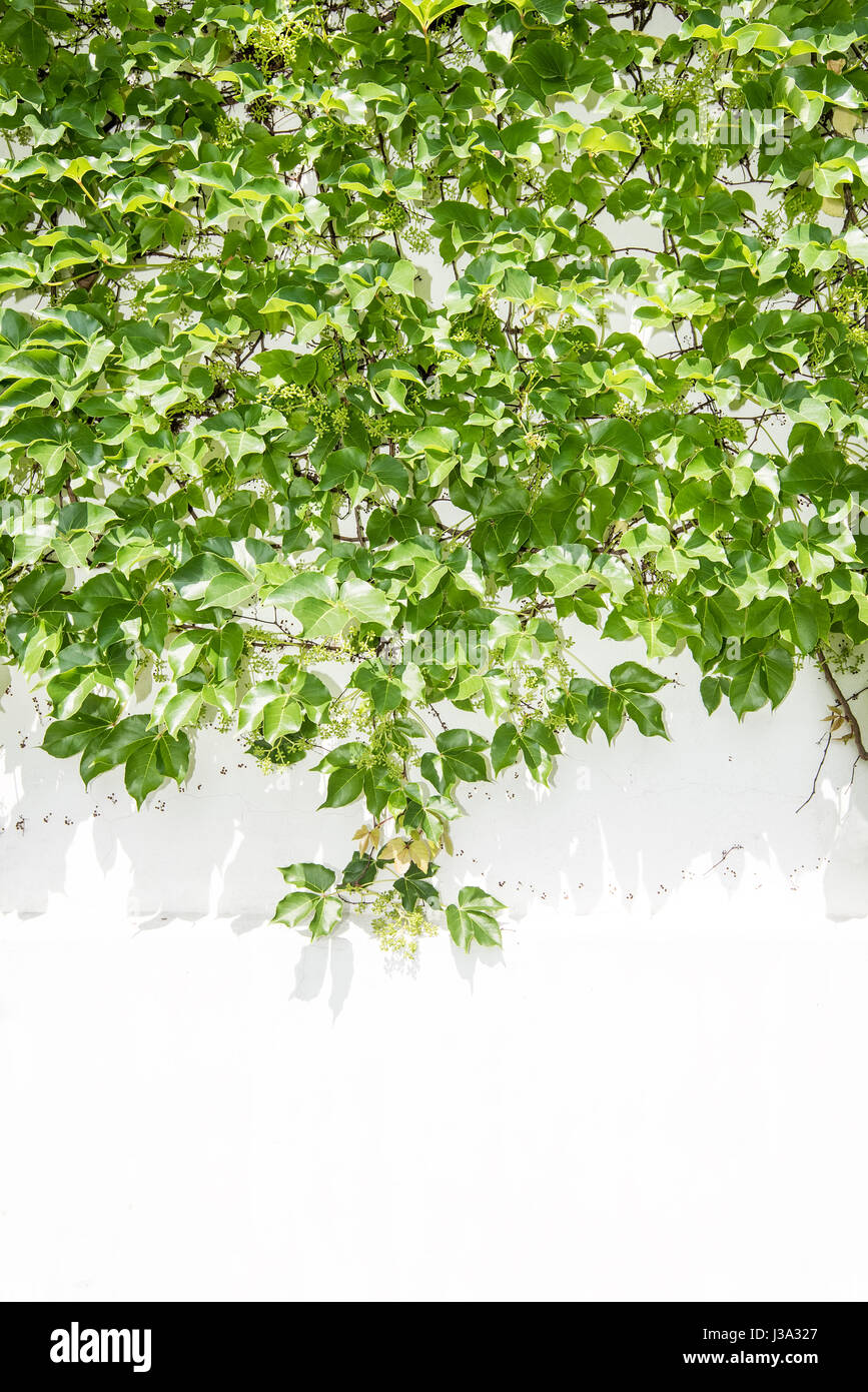 ivy leaves isolated on a white background Stock Photo - Alamy