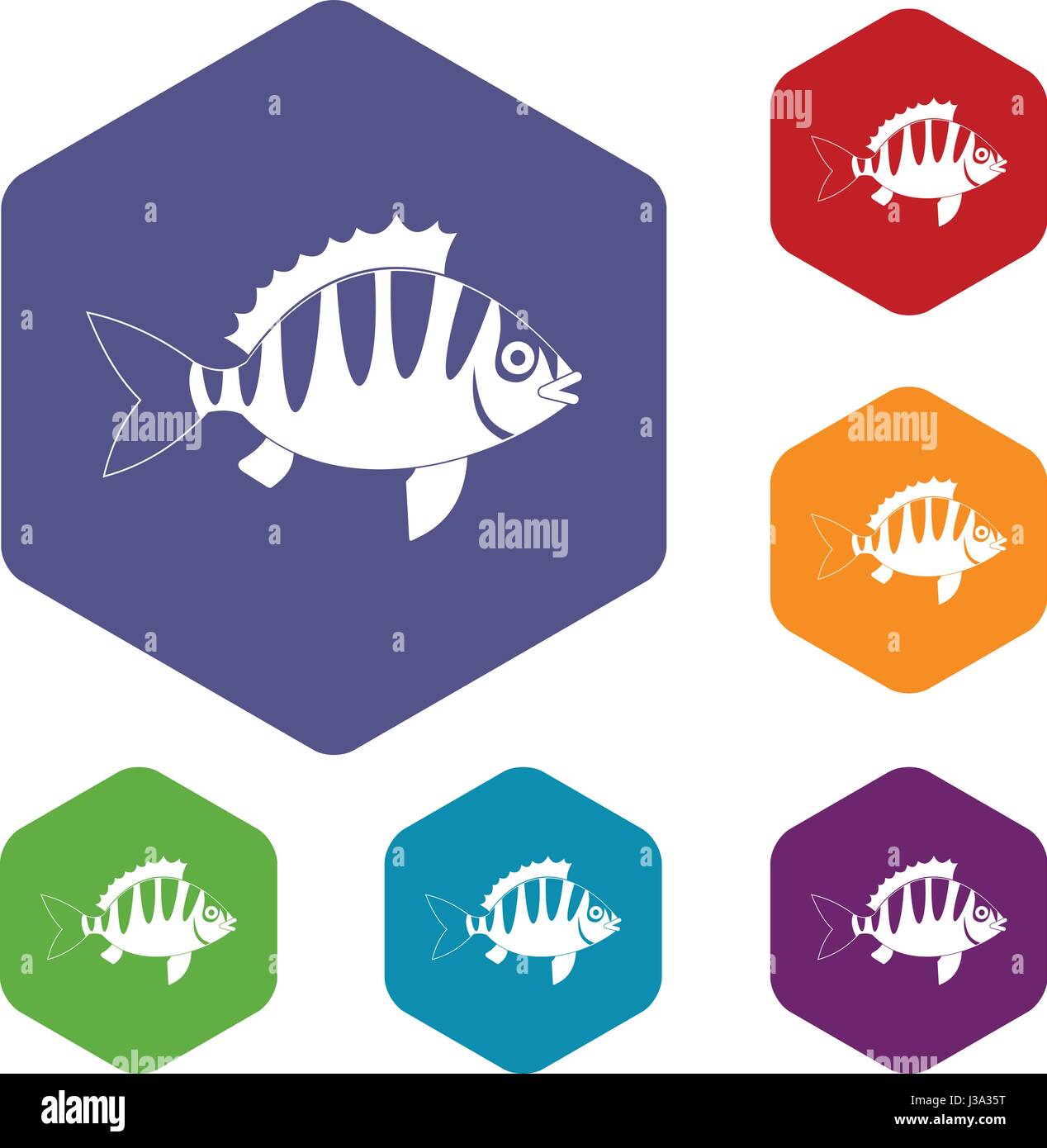 Striped sea perch Stock Vector Images - Alamy