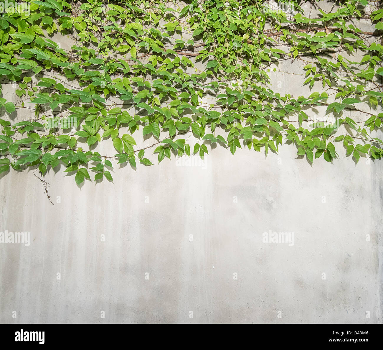ivy leaves isolated on a white background Stock Photo - Alamy