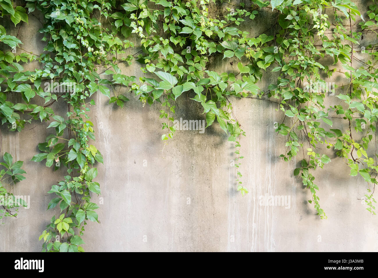 ivy leaves isolated on a white background Stock Photo - Alamy