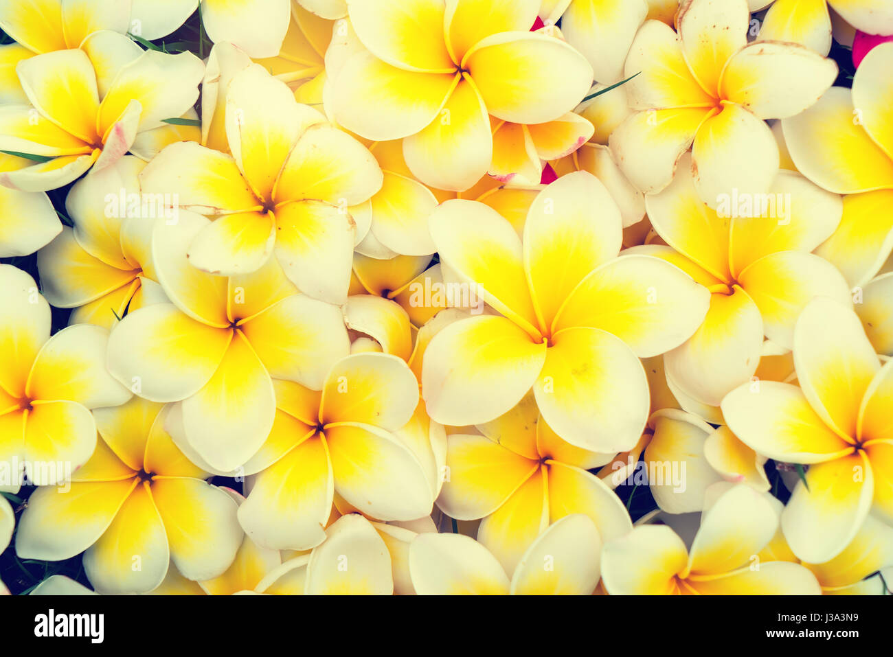 Frangipani Tropical Flowers Background Stock Photo Alamy