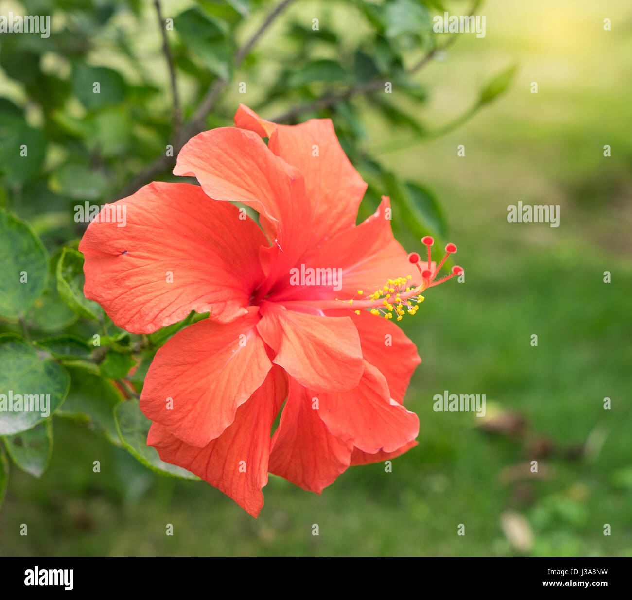 Closeup of Hibisci Rosae-Sinensis Flower Stock Photo