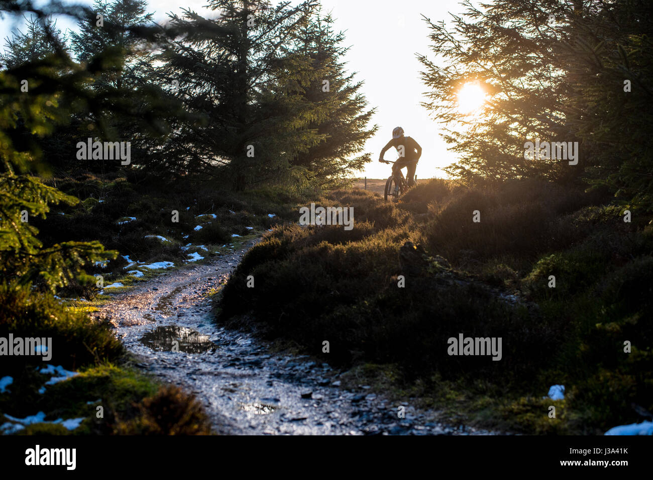 A mountain biker rides a trail at Whinlatter at sunset, England's only true Mountain Forest. Stock Photo