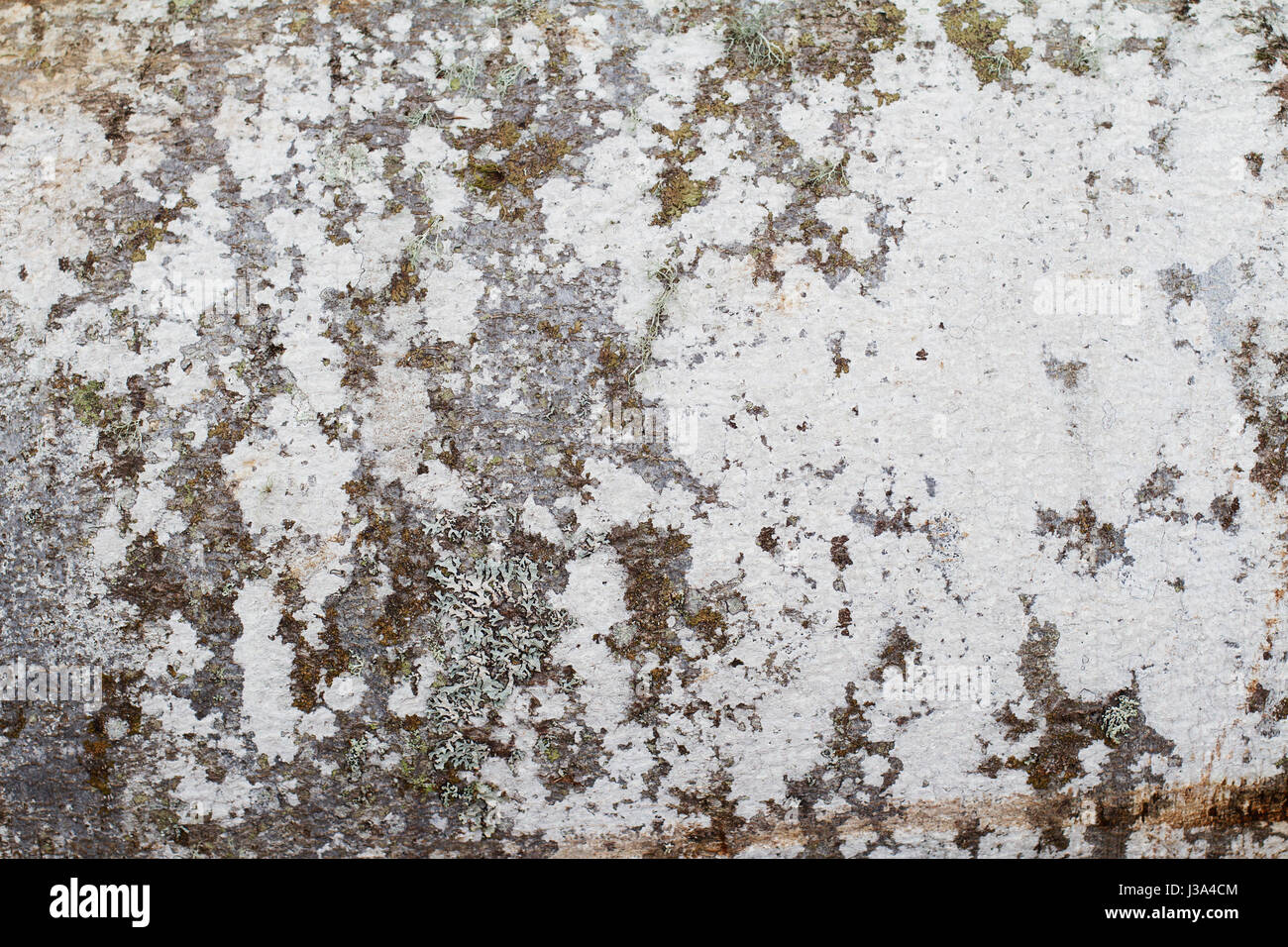 tree trunk closeup covered in white forest moss texture Stock Photo - Alamy