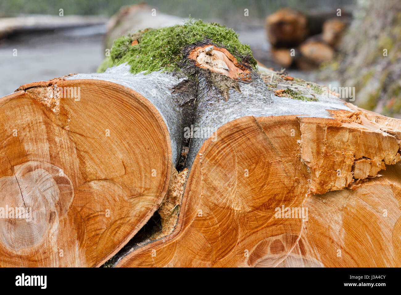 Tree stumps on the ground hires stock photography and images Alamy