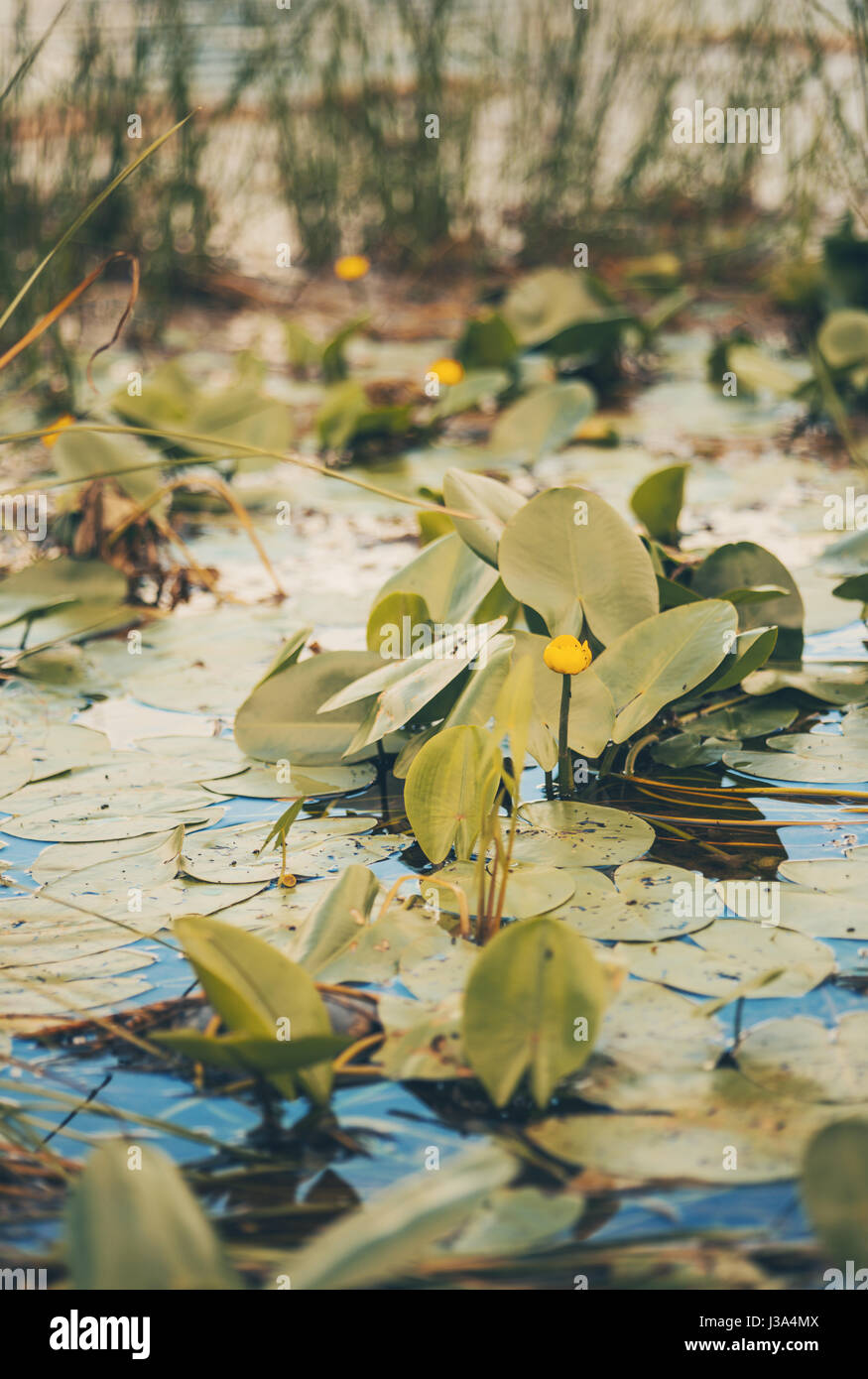 Yellow water lilies on surface of river Stock Photo - Alamy