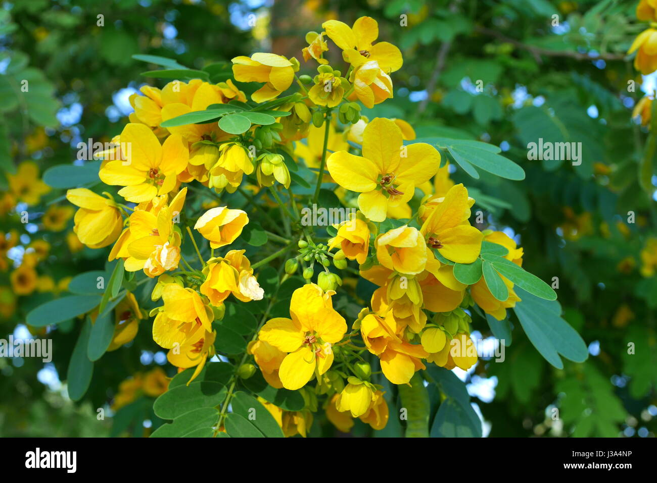 Flowering cassia tree, Saar, Kingdom of Bahrain Stock Photo