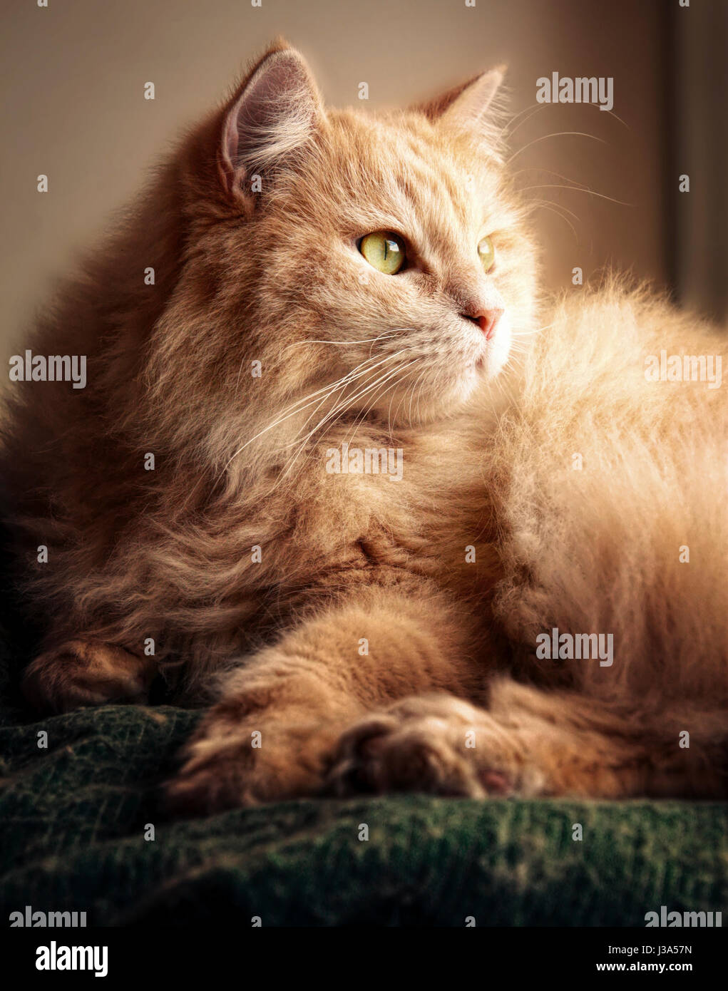 Portrait of a Siberian male cat. Stock Photo