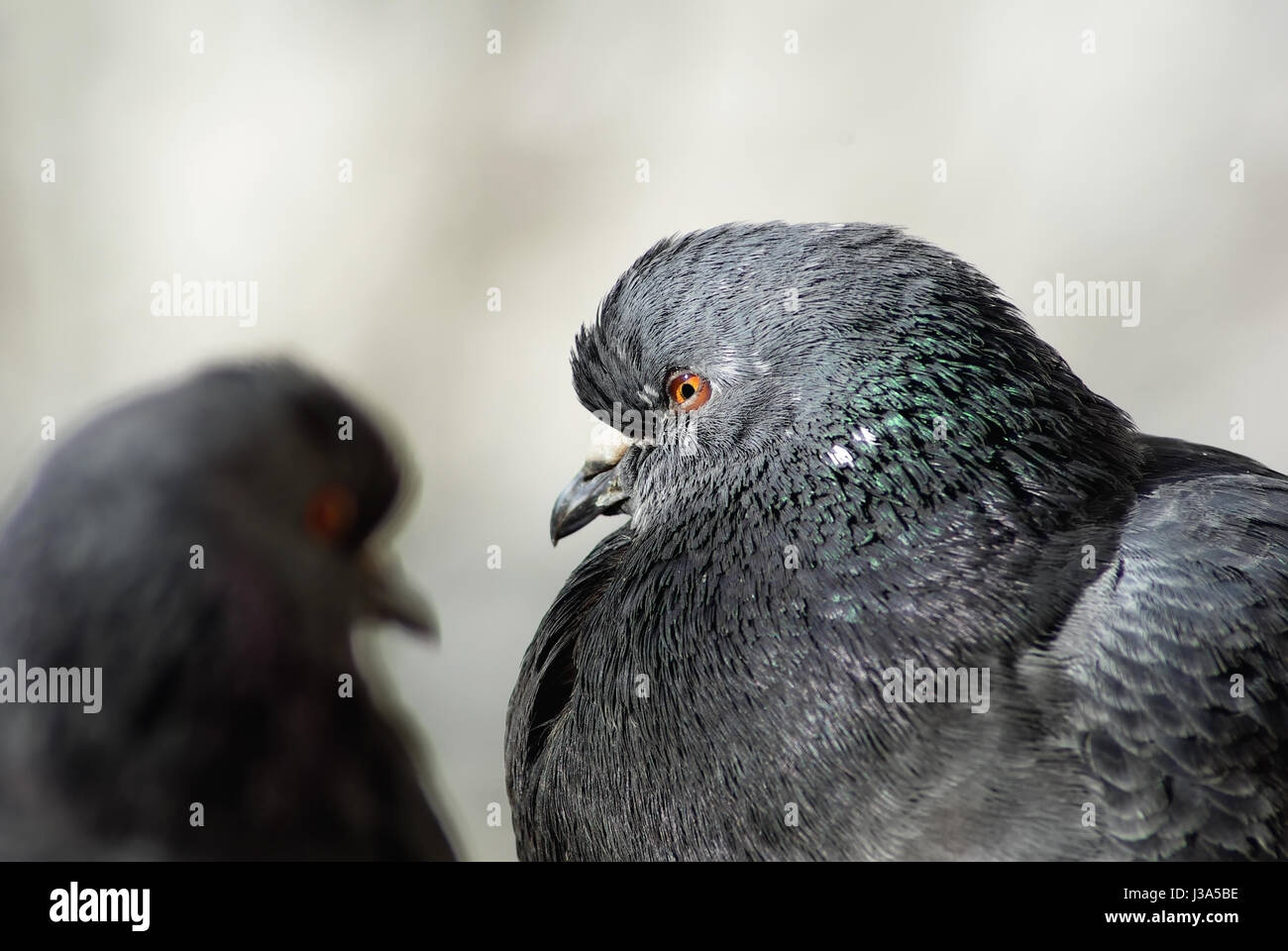 Two pigeons close up. Shallow depth of field. Selective focus. Stock Photo