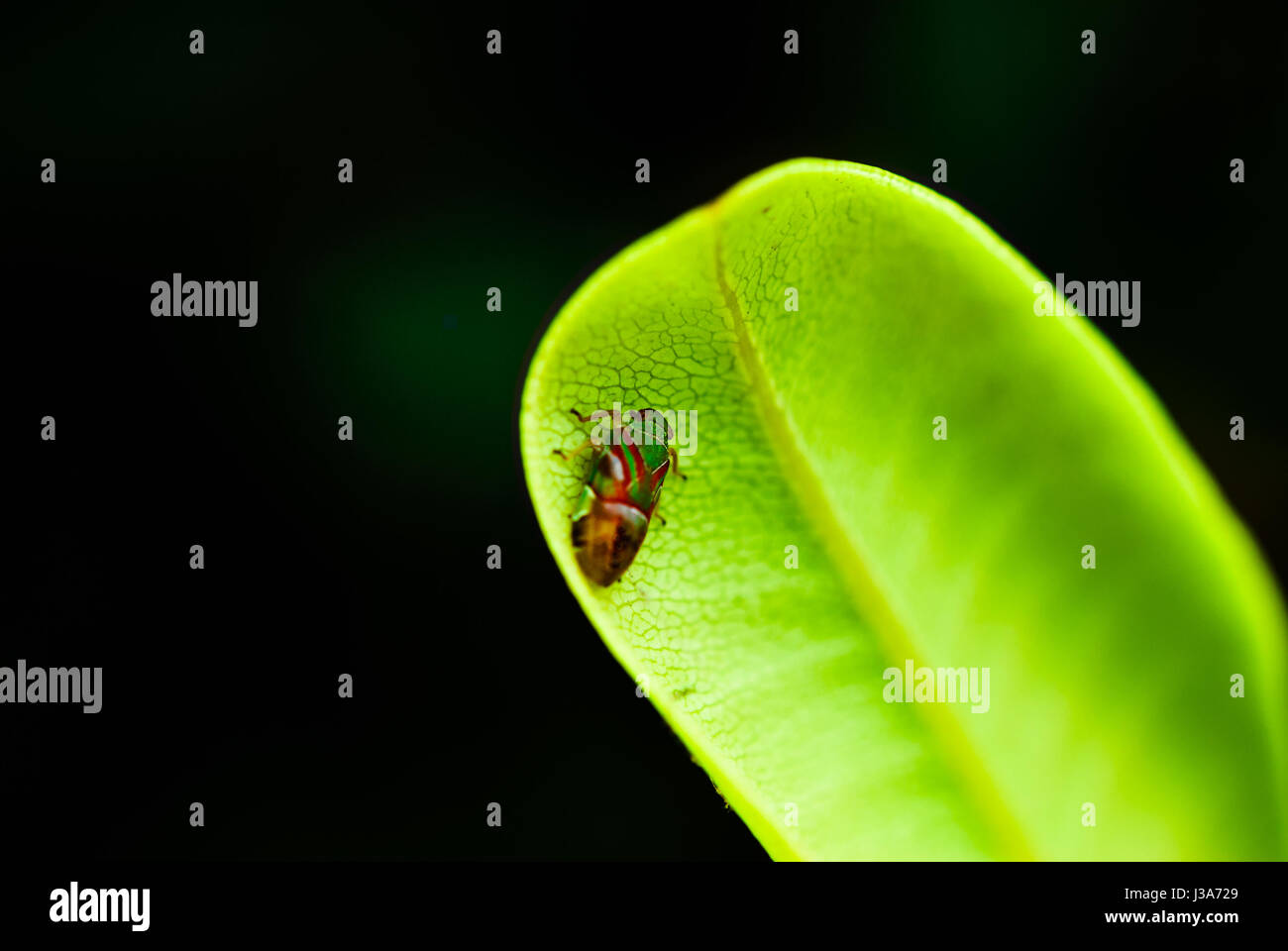 Close-Up Of Insect On Leaf Stock Photo