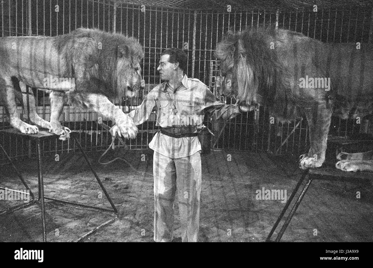 Lion trainer Black and White Stock Photos & Images - Alamy