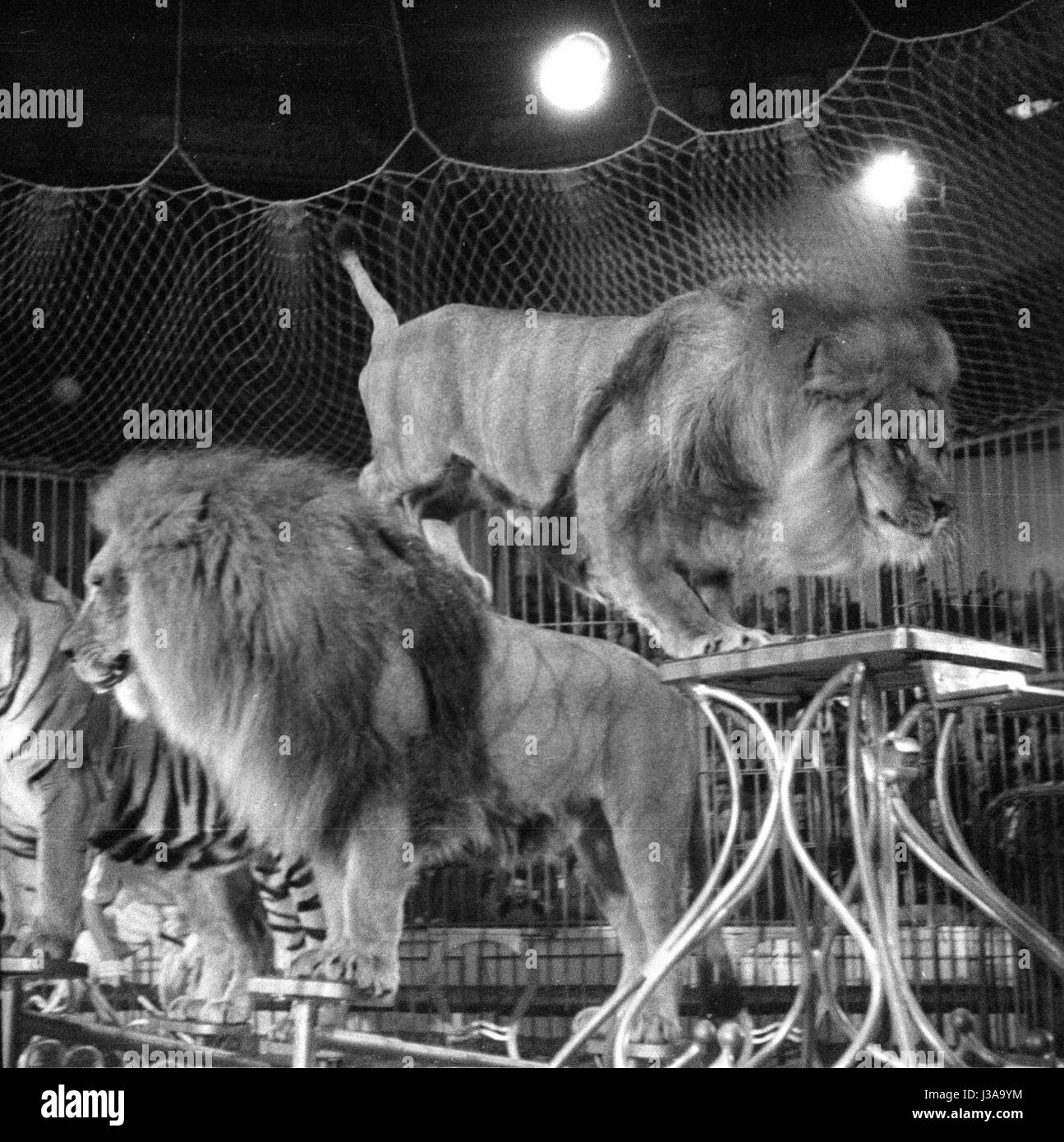 Circus program with predators, 1954 Stock Photo