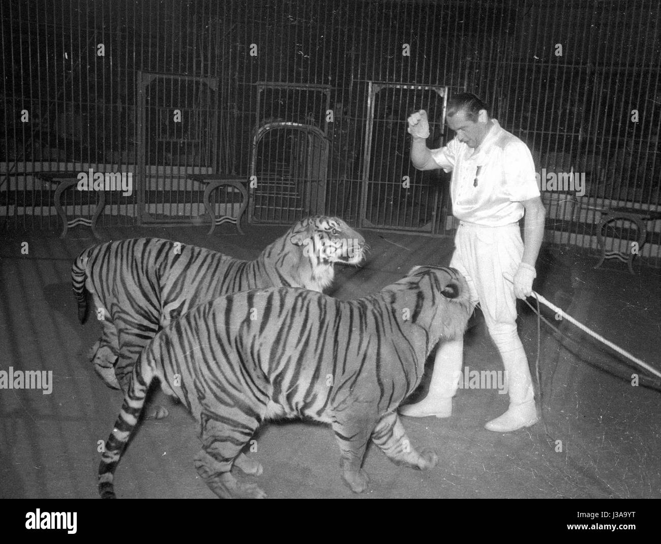 Circus program with predators, 1954 Stock Photo Alamy