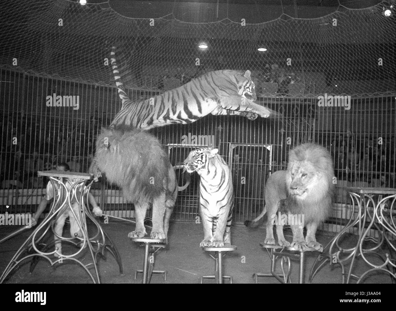Circus program with predators, 1954 Stock Photo
