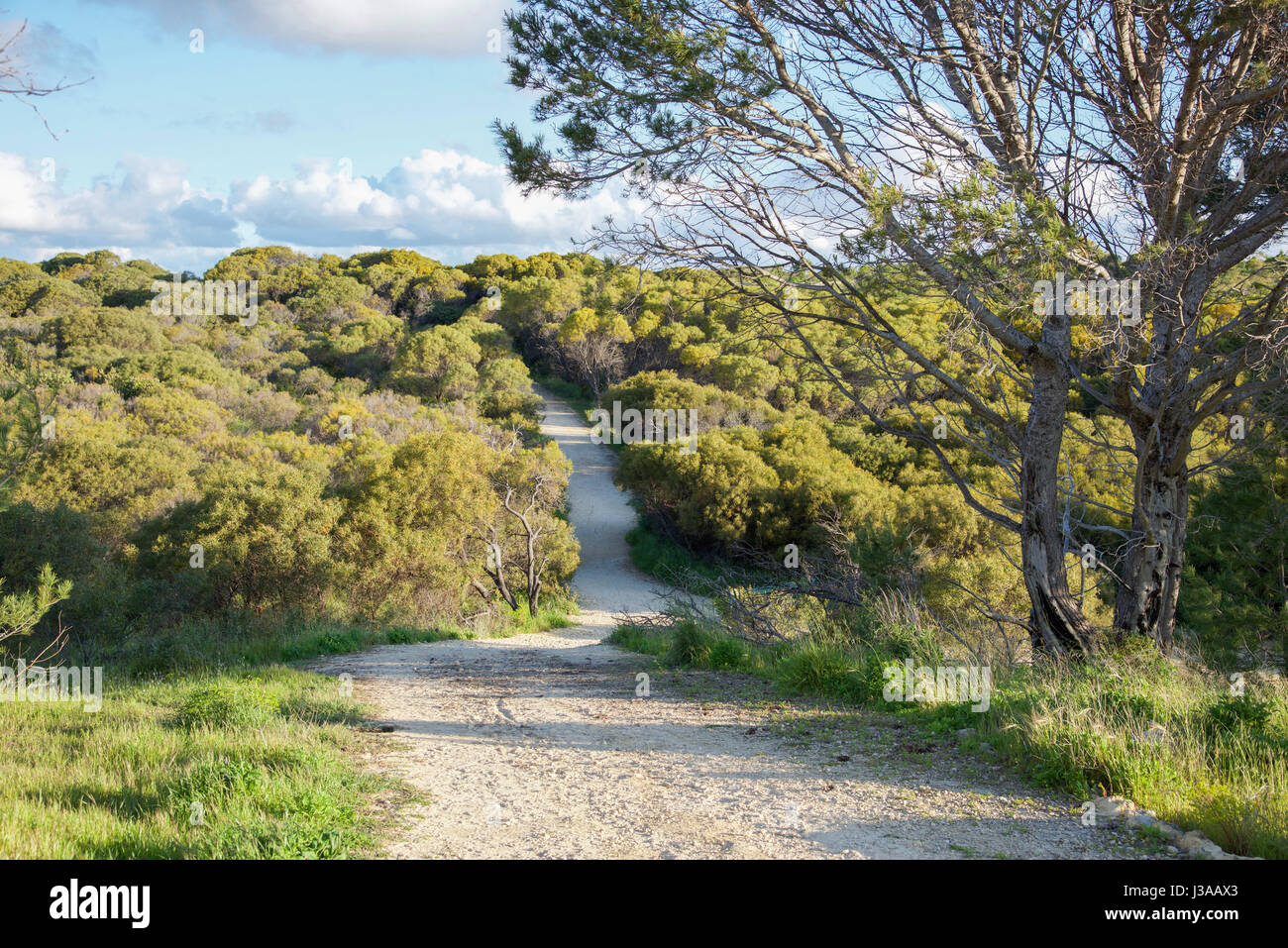 Sandy footpath through the lush coastal bushland at Manning Park nature reserve in Hamilton Hill, Western Australia. Stock Photo