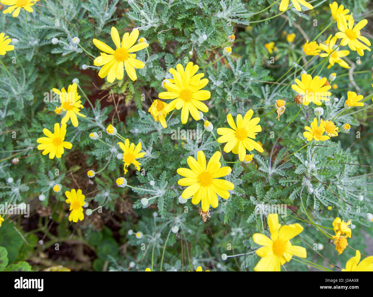 Wild Yellow Daisy Like Flower - Allyse-towhomitmayconcern