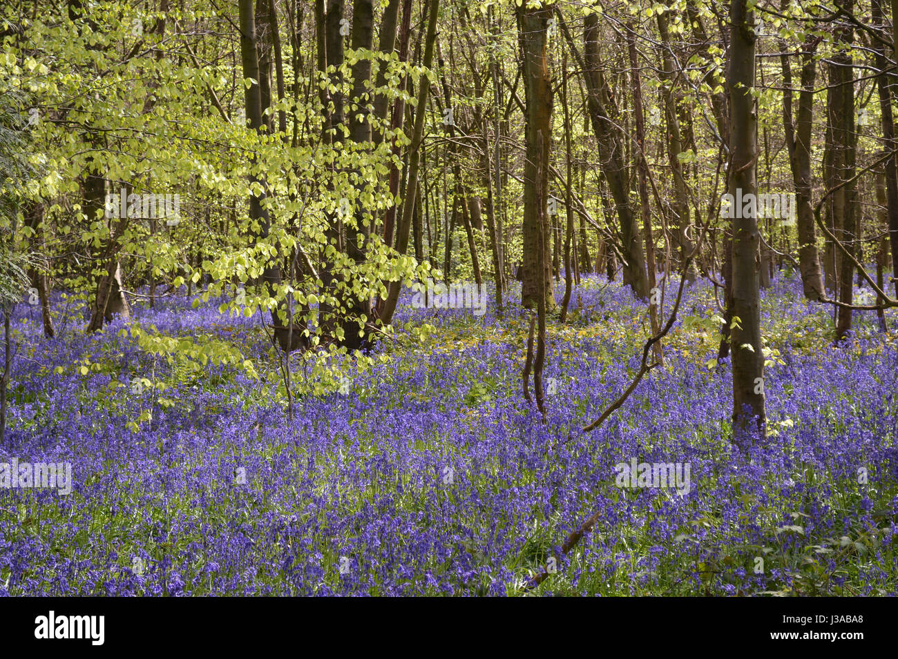 Bluebell Woods, Charing, Kent Stock Photo