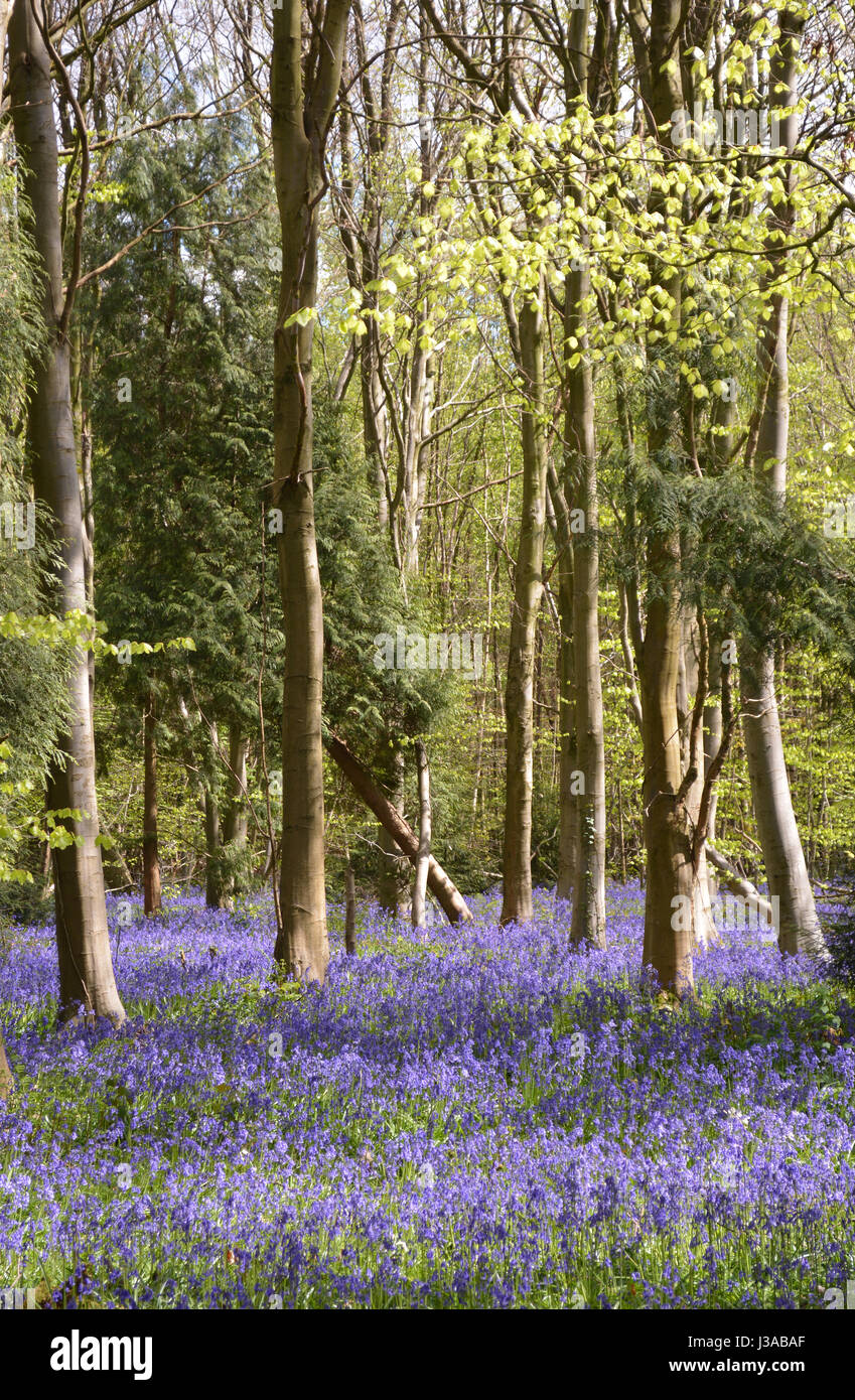Bluebell Woods in Kent Stock Photo
