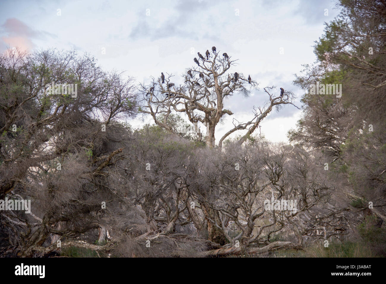 Flock of black cockatoos in the wetland trees at dusk at Manning Park nature reserve in Hamilton