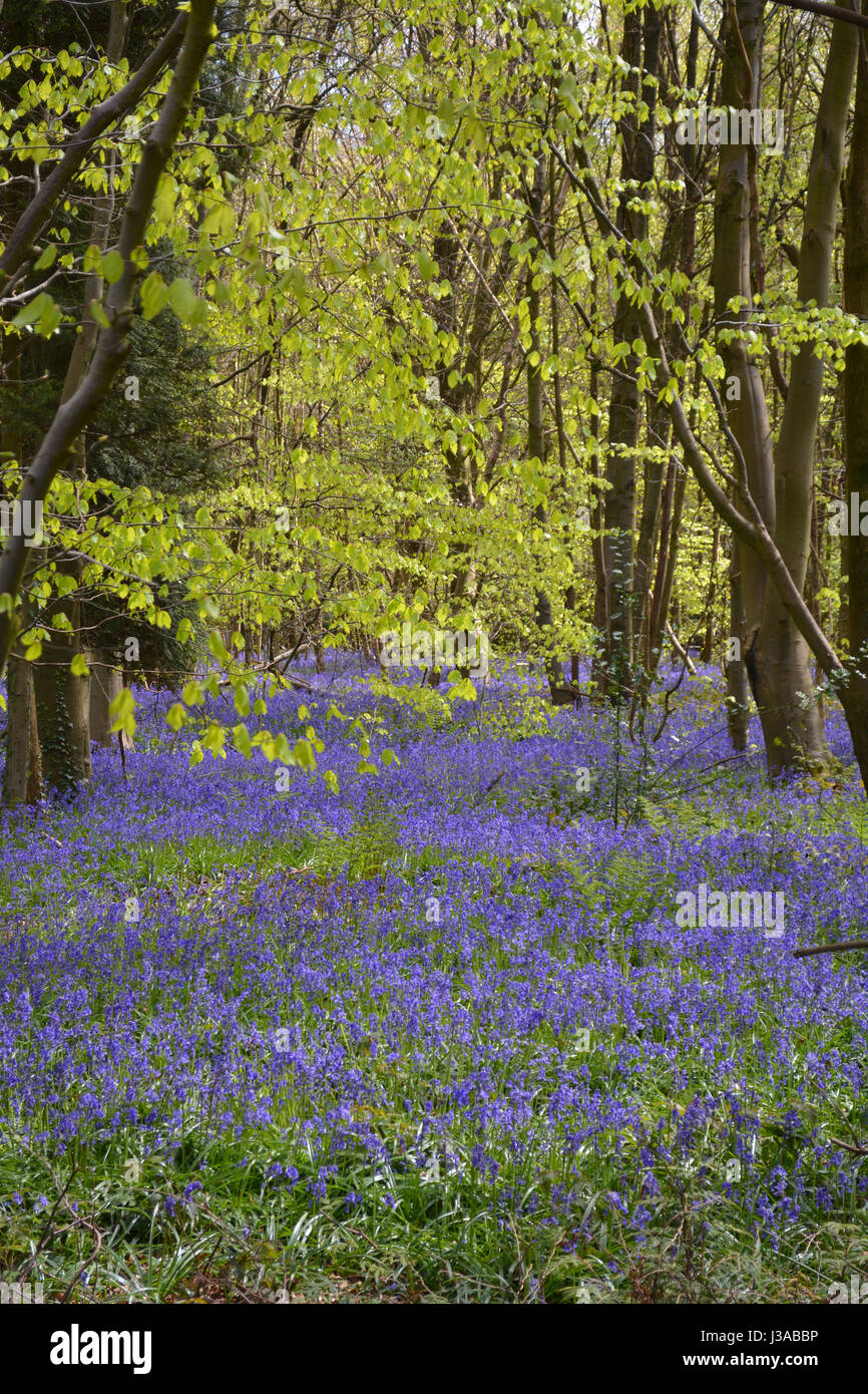 Bluebells in a Kent Woodland Stock Photo