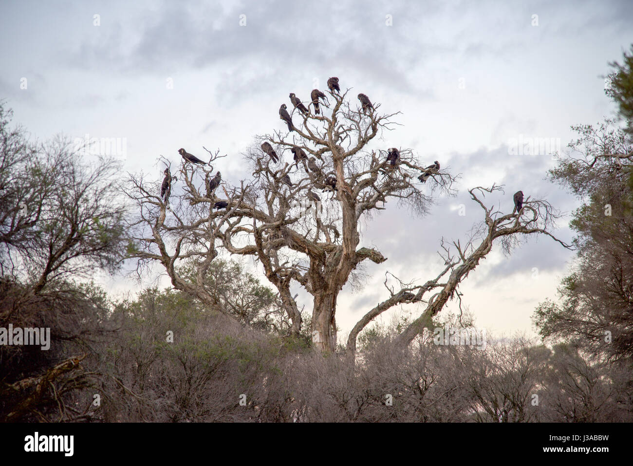 Flock of black cockatoos in the wetland trees at dusk at Manning Park nature reserve in Hamilton