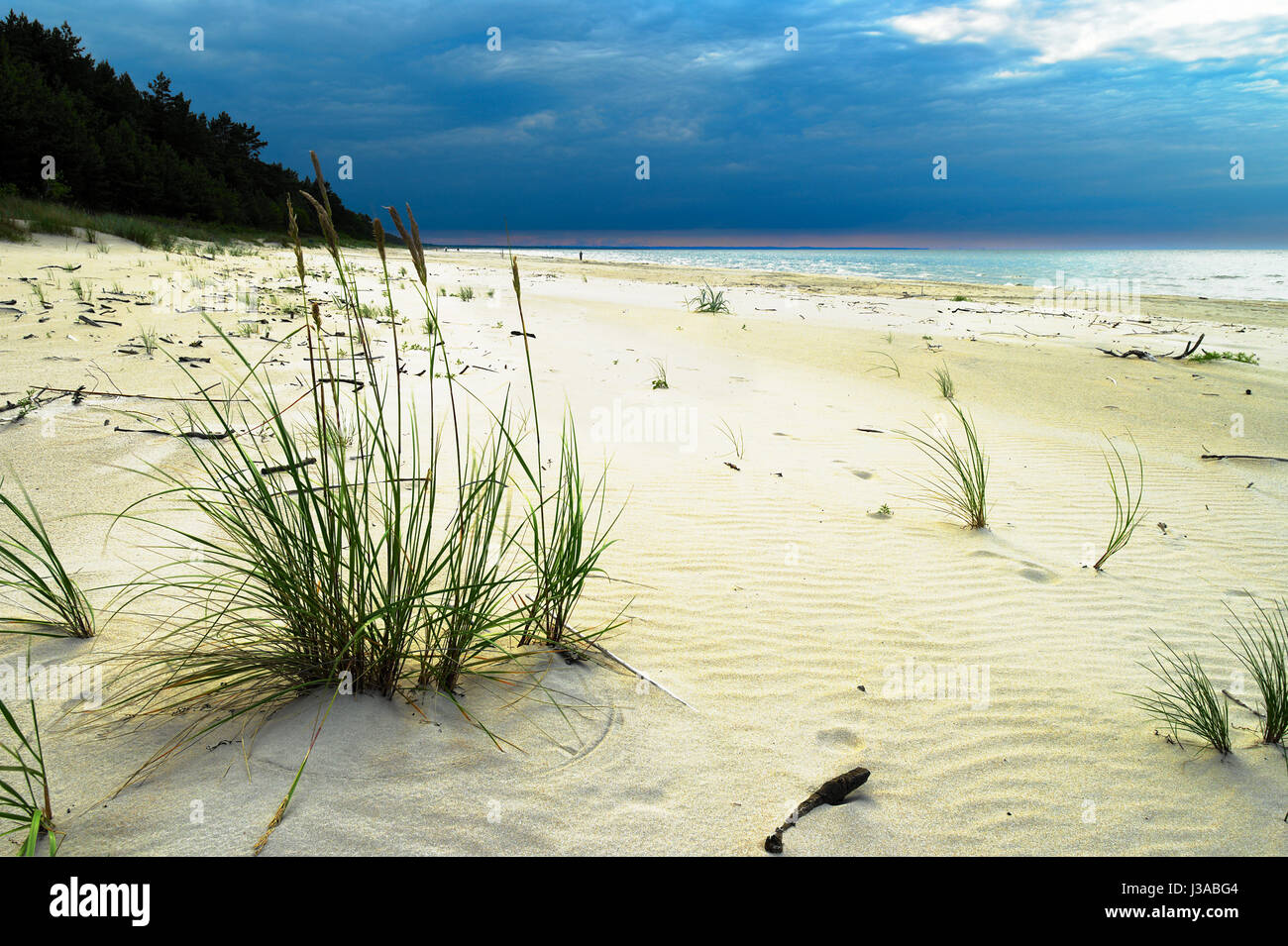 Sandy beach at the Baltic sea with growing sand ryegrass, Leymus arenarius. Dramatic stormy tempestuous sky. Pomerania, northern Poland. Stock Photo