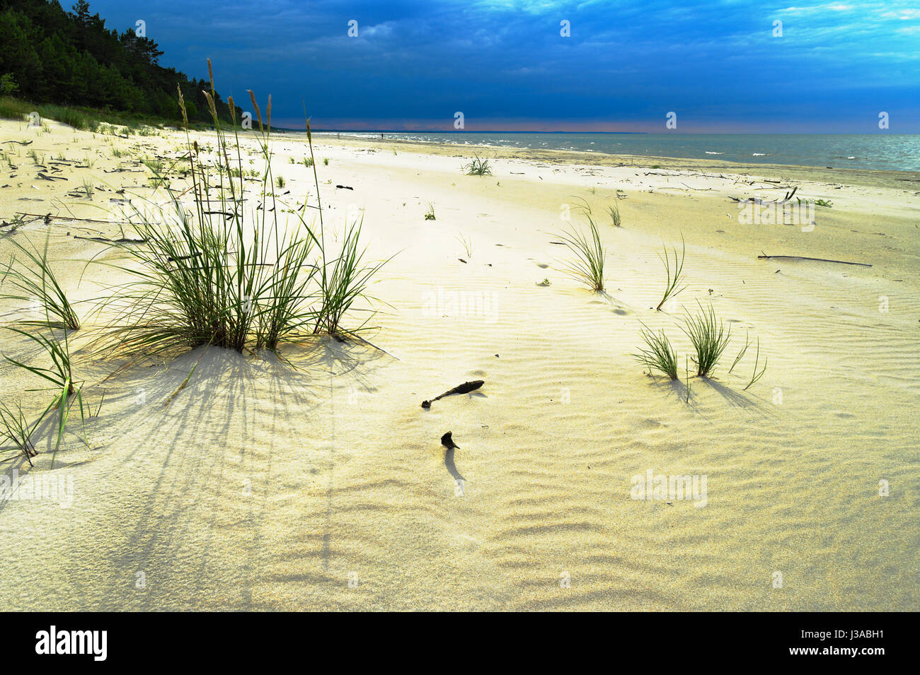 Sandy beach at the Baltic sea with growing sand ryegrass, Leymus arenarius. Dramatic stormy tempestuous sky. Pomerania, northern Poland. Stock Photo