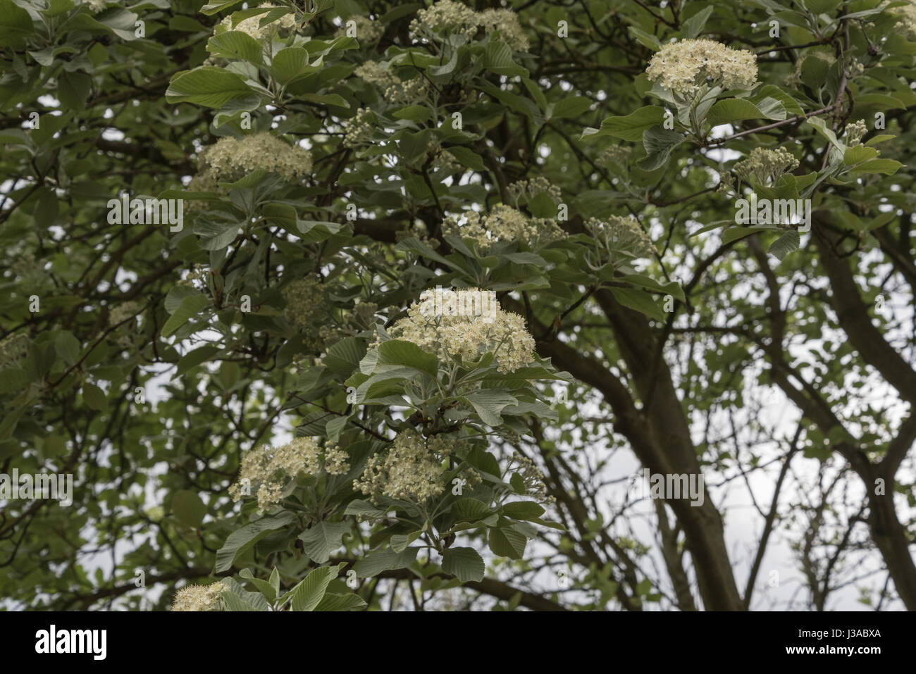 Spring flowering Whitebeam (Sorbus aria) Stock Photo
