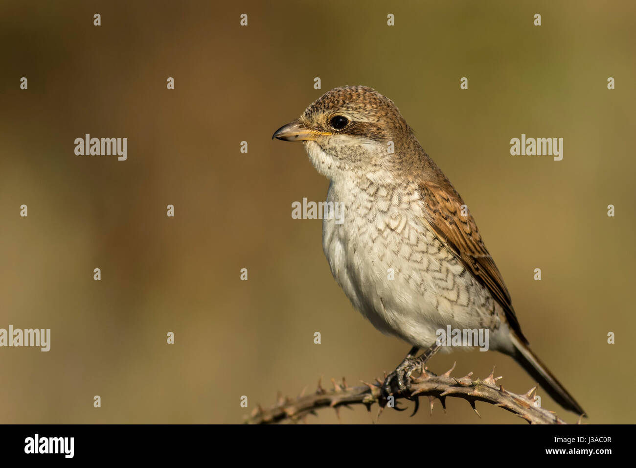 Red Backed Shrike Stock Photo Alamy