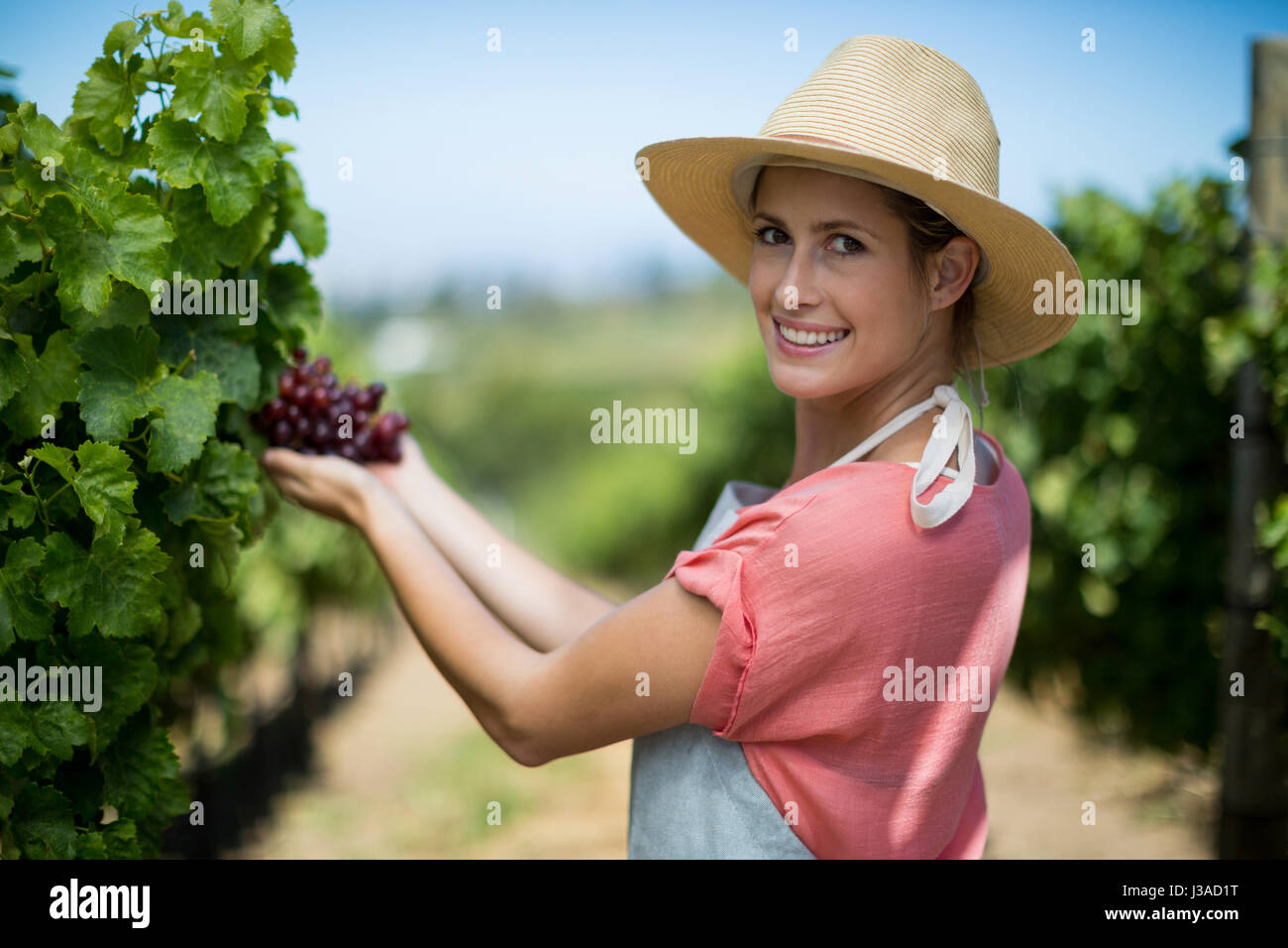 Portrait of happy female farmer holding red grapes at vineyard Stock ...