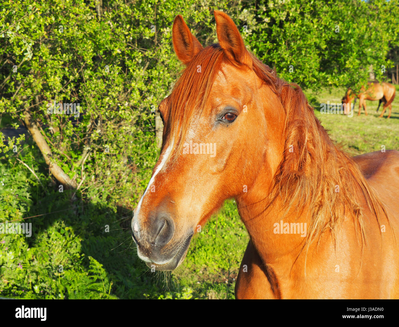View of a brown horse in a green field Stock Photo - Alamy
