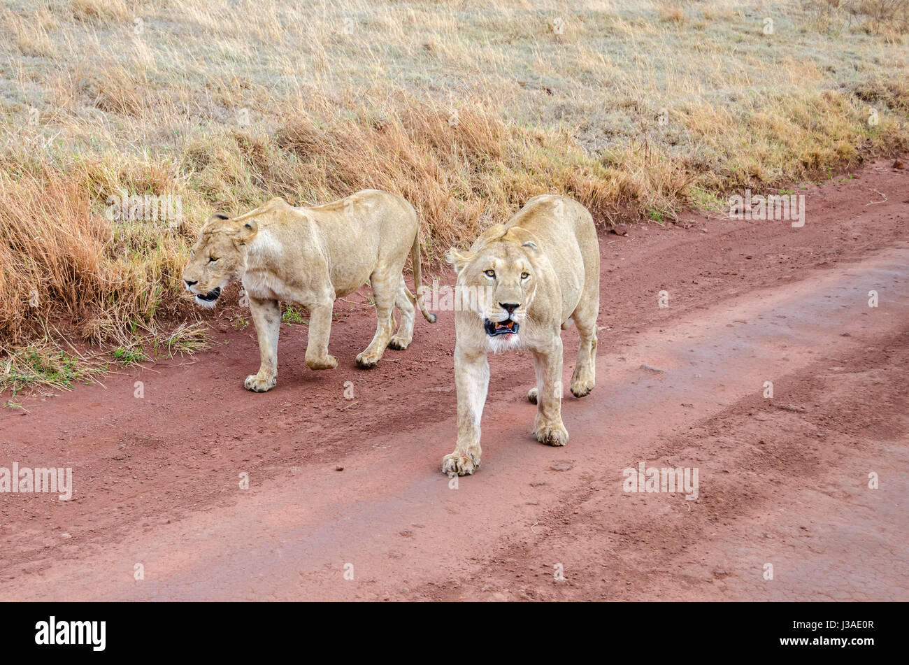 Two female lions walking in Ngorongoro, Tansania Stock Photo