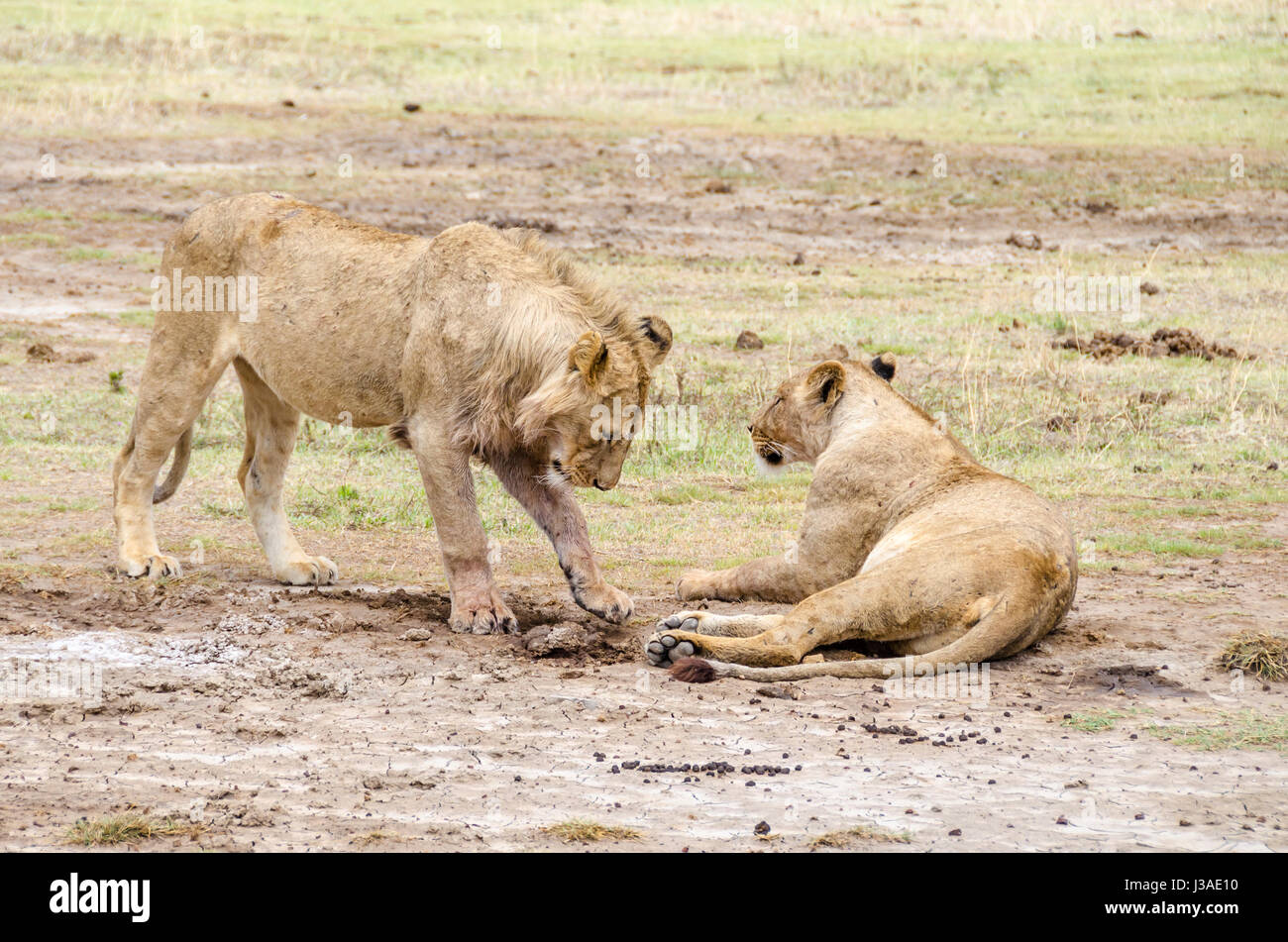 Two lions playing in Ngorongoro, Tanzania Stock Photo