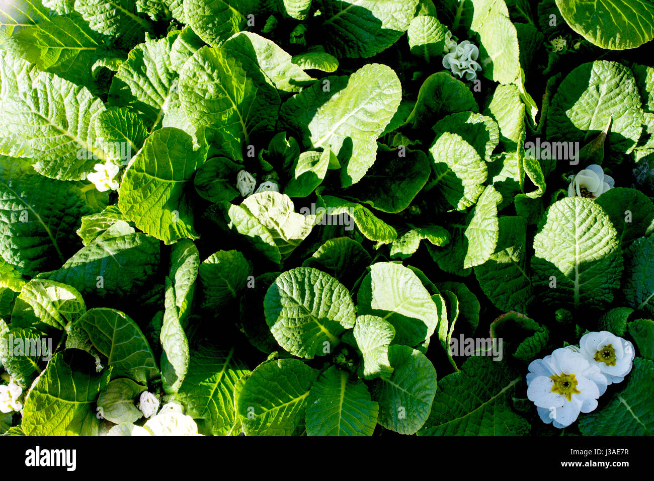 Beautiful fresh flowers as a nature background Stock Photo - Alamy
