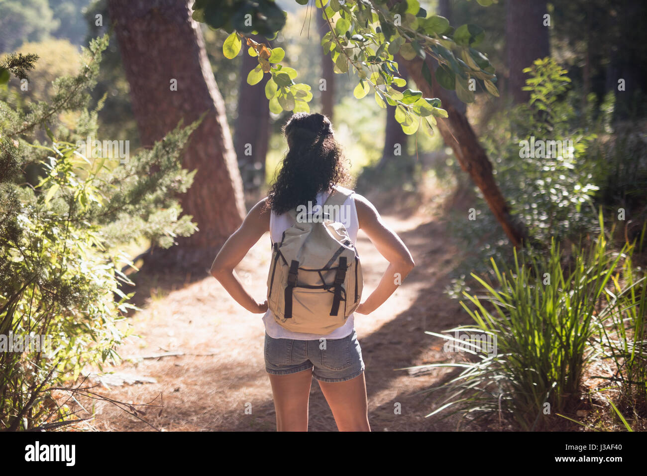 Rear view of female hiker standing on trail in forest Stock Photo - Alamy