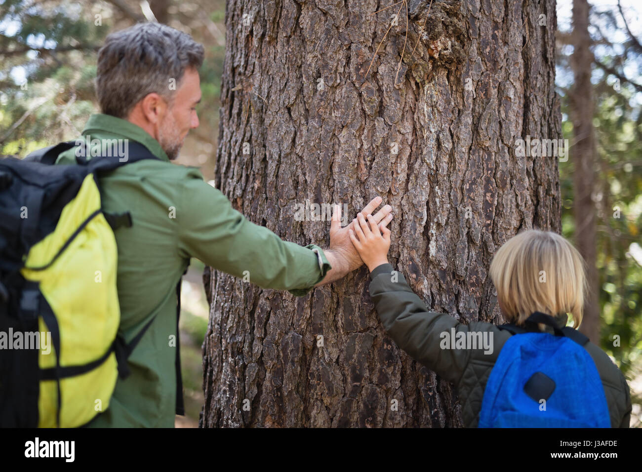 Rear view of father and son touching tree trunk in forest Stock Photo ...