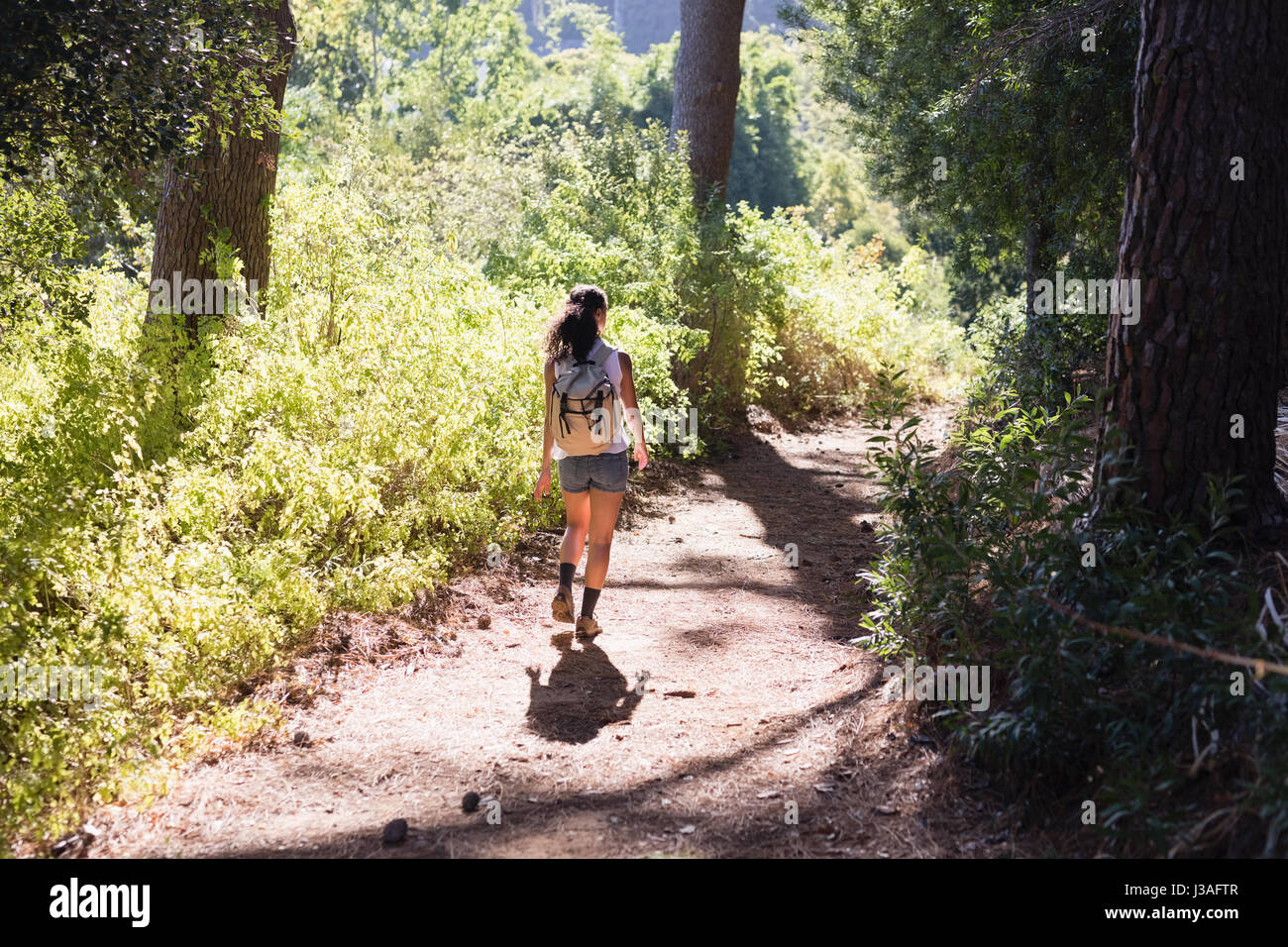 Rear view of young woman hiking on trail amidst plants in forest Stock ...