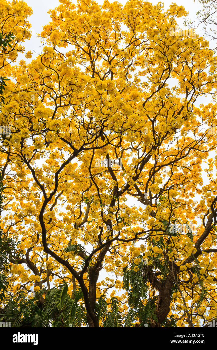 Honolulu Hawaii Feb. 16, 2017 Foster Botanical Gardens in Honolulu  Hawaii Stock Photo