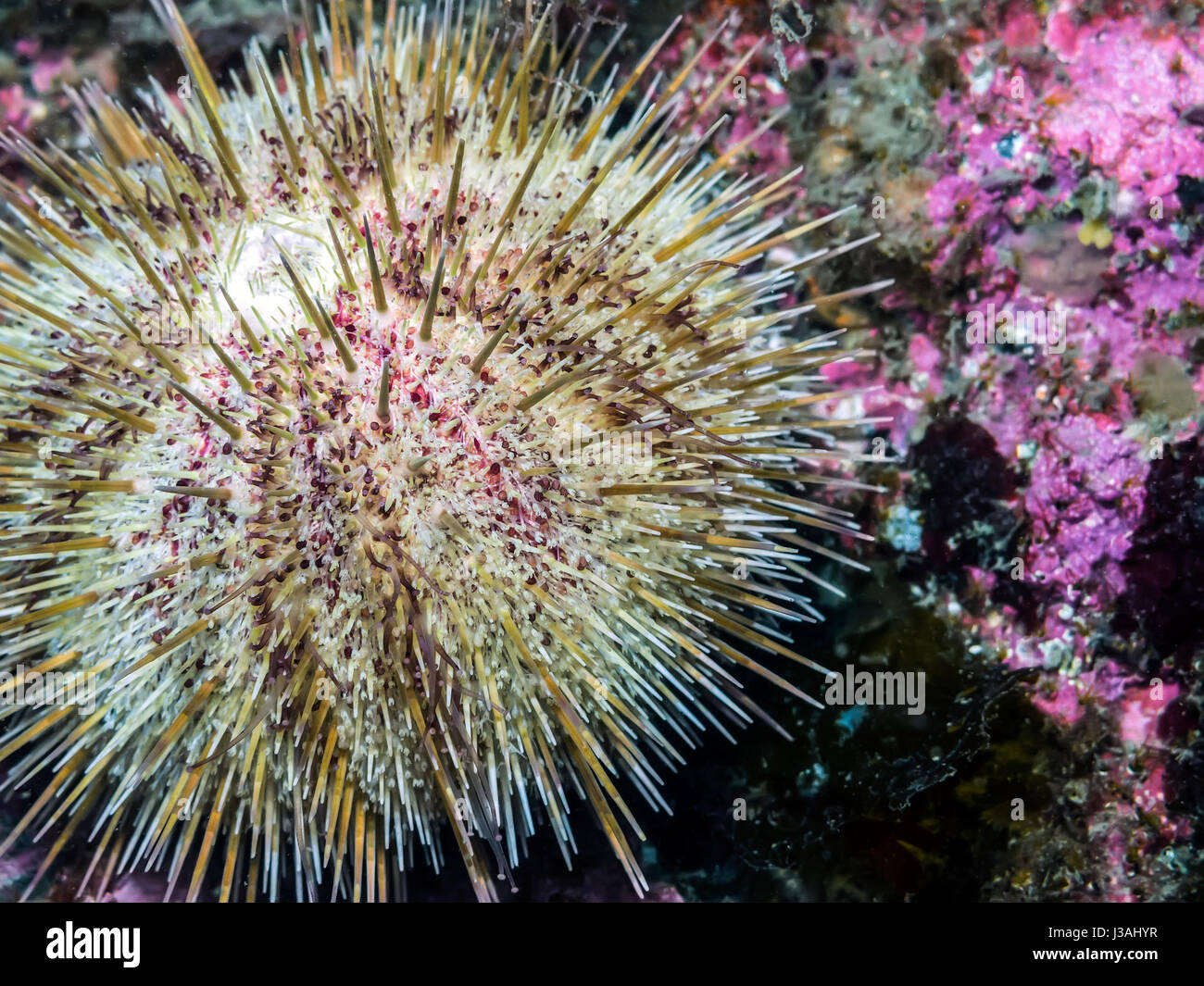 A vibrant Green Sea Urchin with a Coraline  Algae background photographed in southern British Columbia. Stock Photo