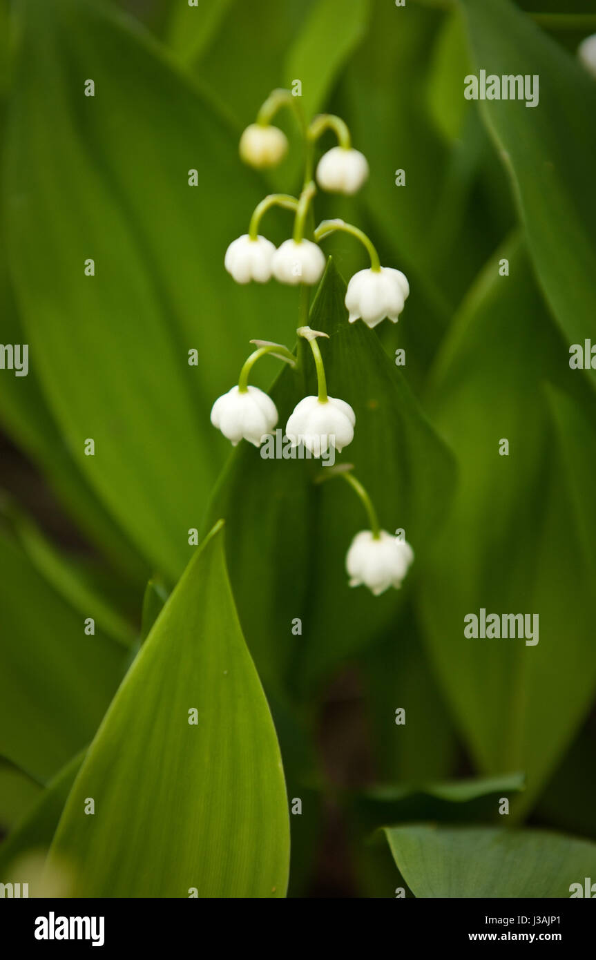 Beautiful white bell flowers on a green foliage background. Stock Photo