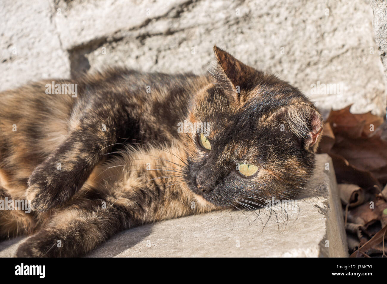 Another portrait of the homeless street cat Stock Photo - Alamy