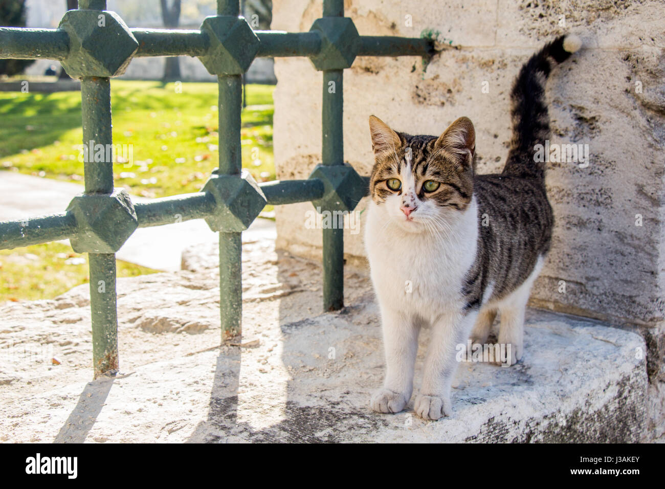 Another portrait of the homeless street cat Stock Photo - Alamy