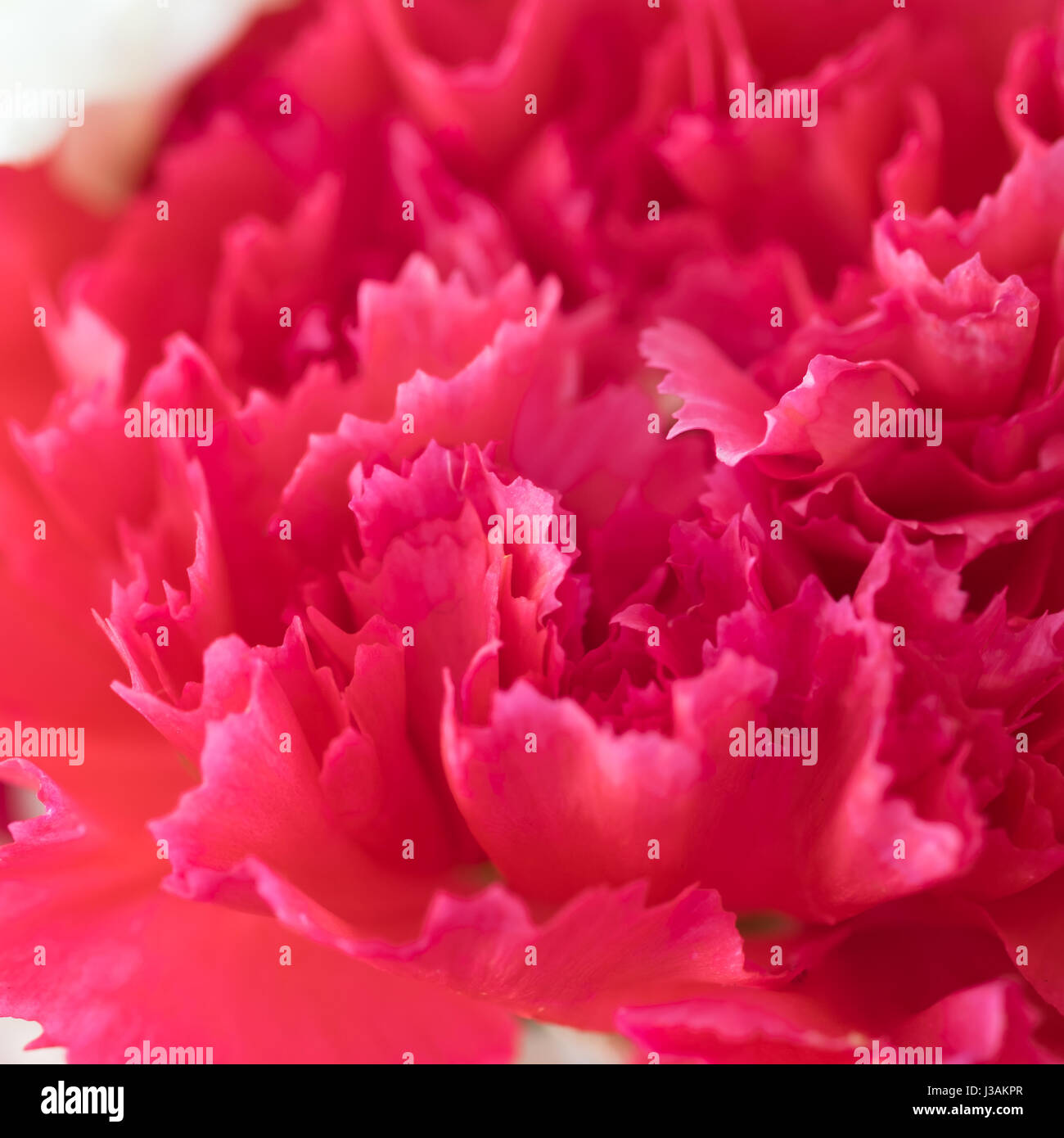 Close up macro pink carnation flower. Vintage style Stock Photo - Alamy