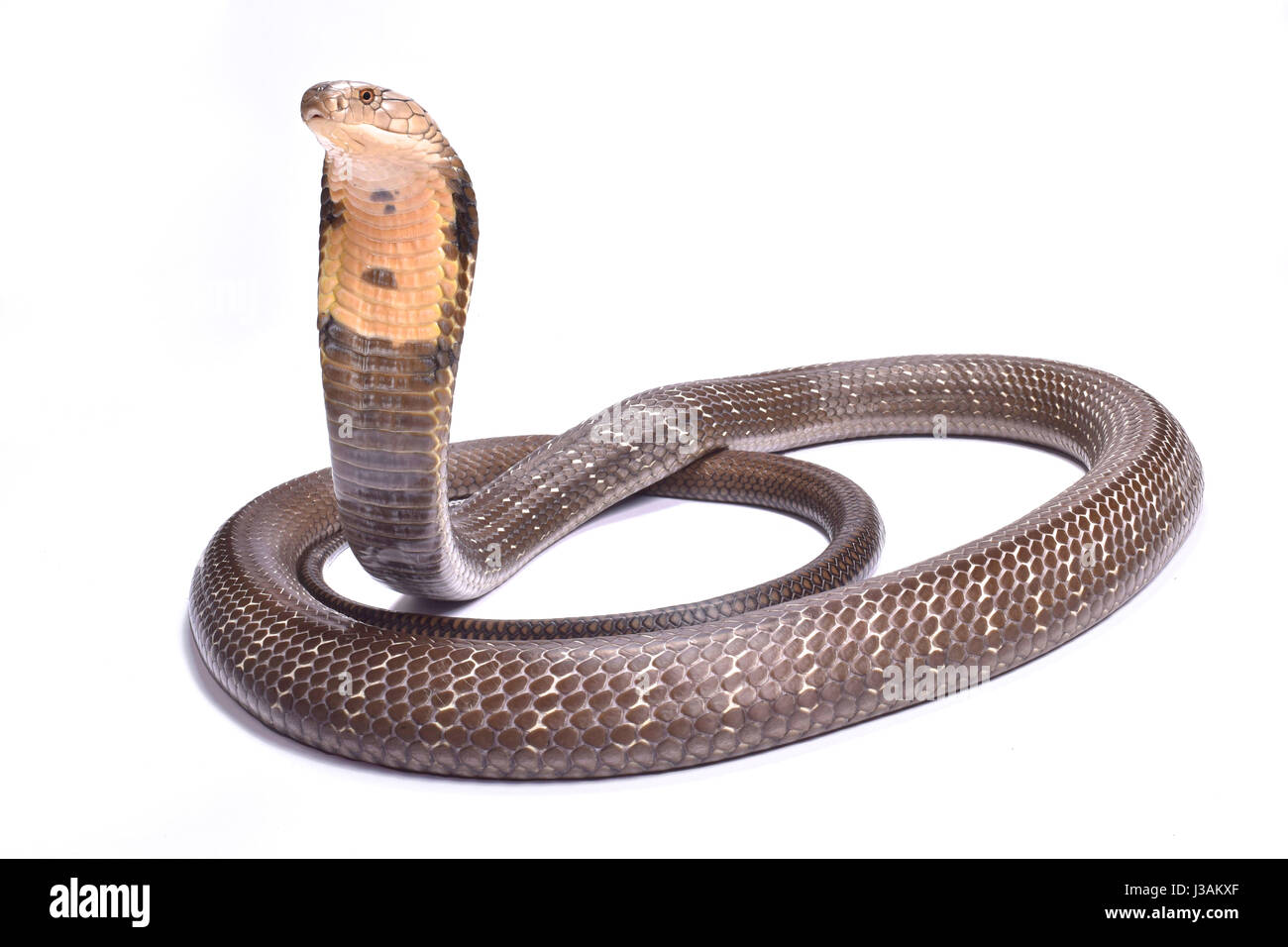 King cobra (Ophiophagus hannah) Stock Photo