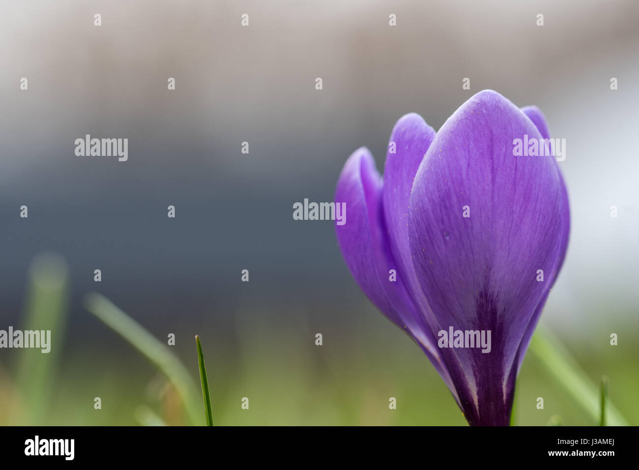 Lilac crocus flower closeup with copyspece Stock Photo
